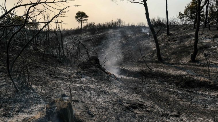 You are currently viewing Άμεση απομάκρυνση της καύσιμης ύλης, μετά τη φωτιά στη Μαγνησία, ζητά ο Δημήτρης Κουρέτας, καθηγητής Πανεπιστημίου Θεσσαλίας